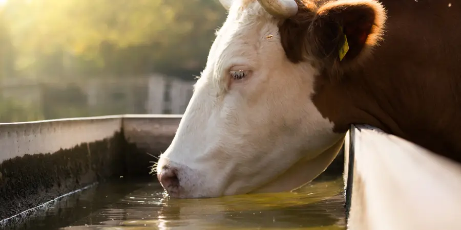 Bovino bebendo água no cocho