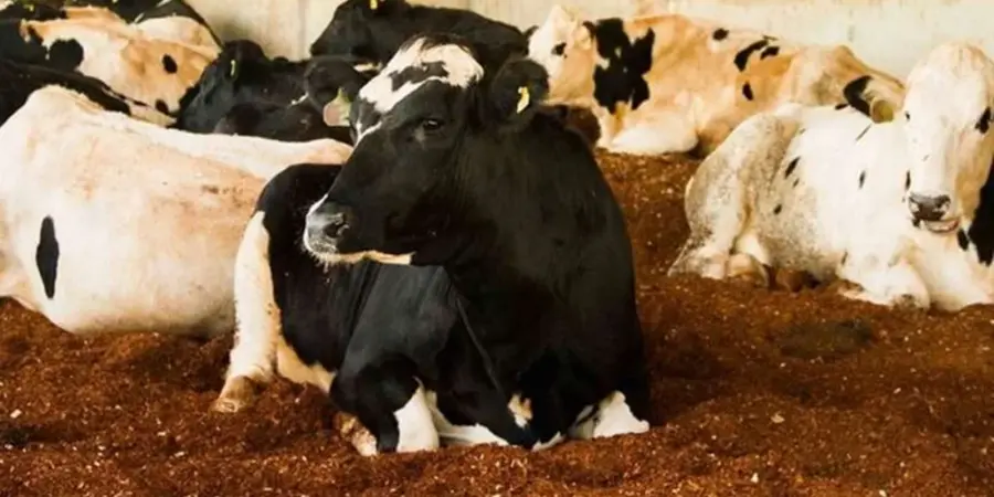 Vacas descansando sobre cama de compost-barn