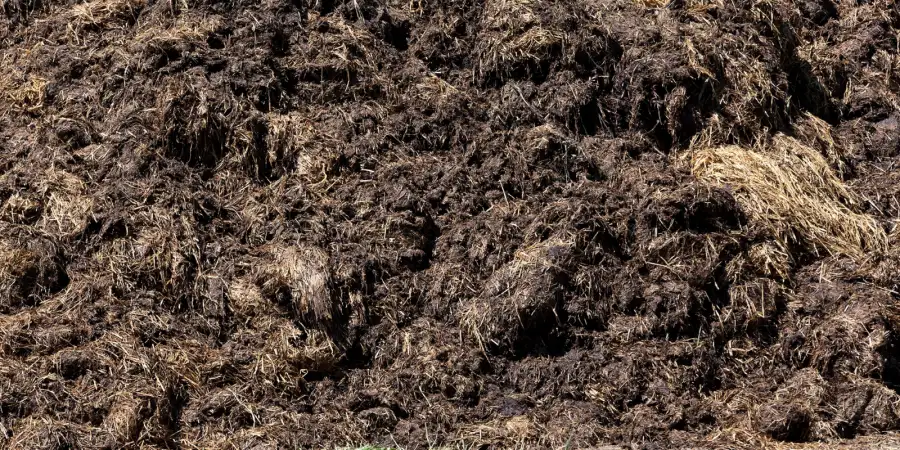 Excretas de bovinos para compostagem